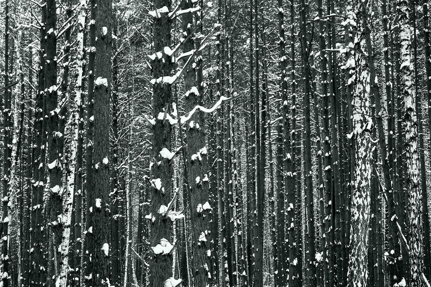 Елки-палки, лес густой