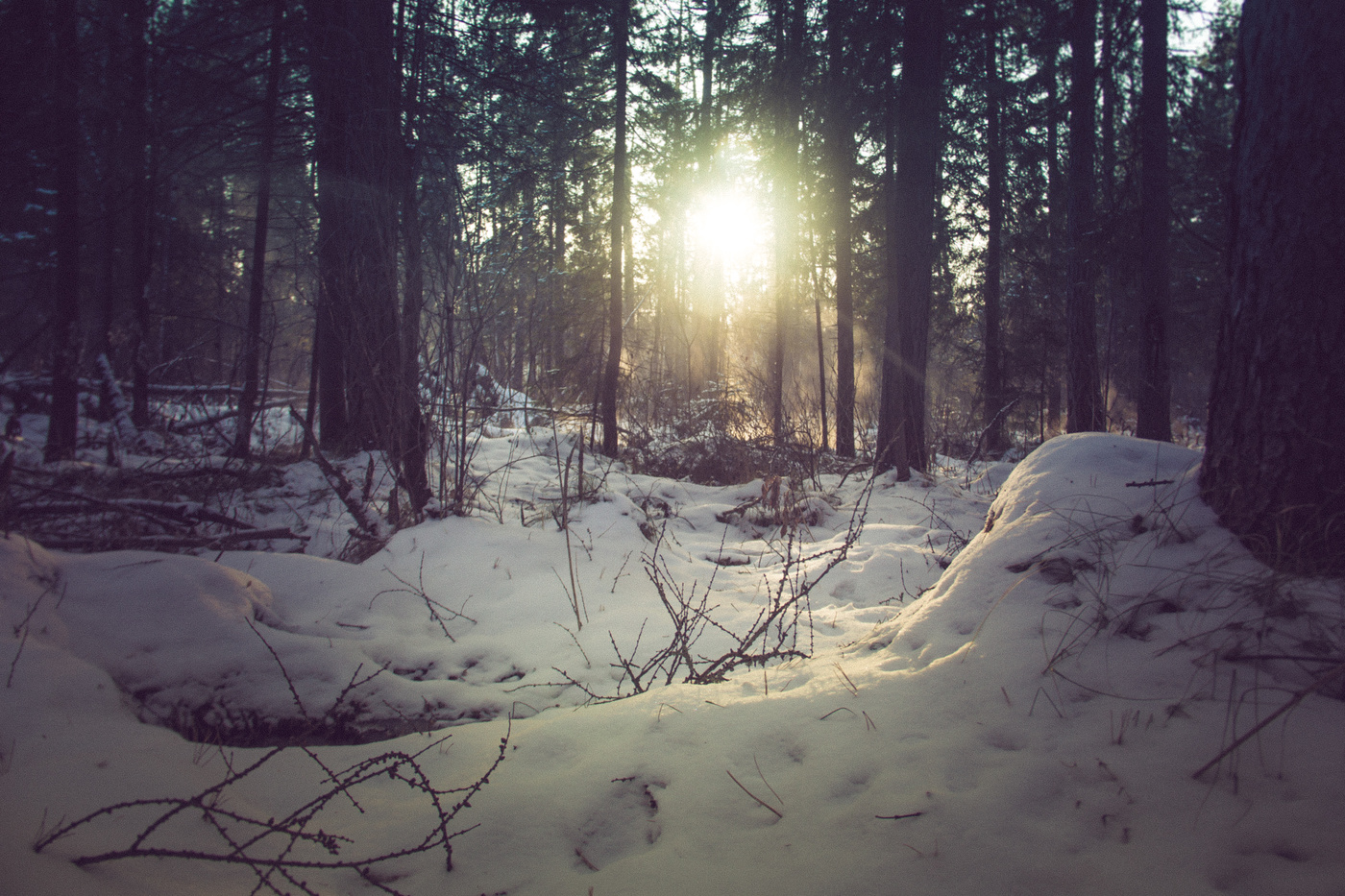Зарисовки зимней природы.