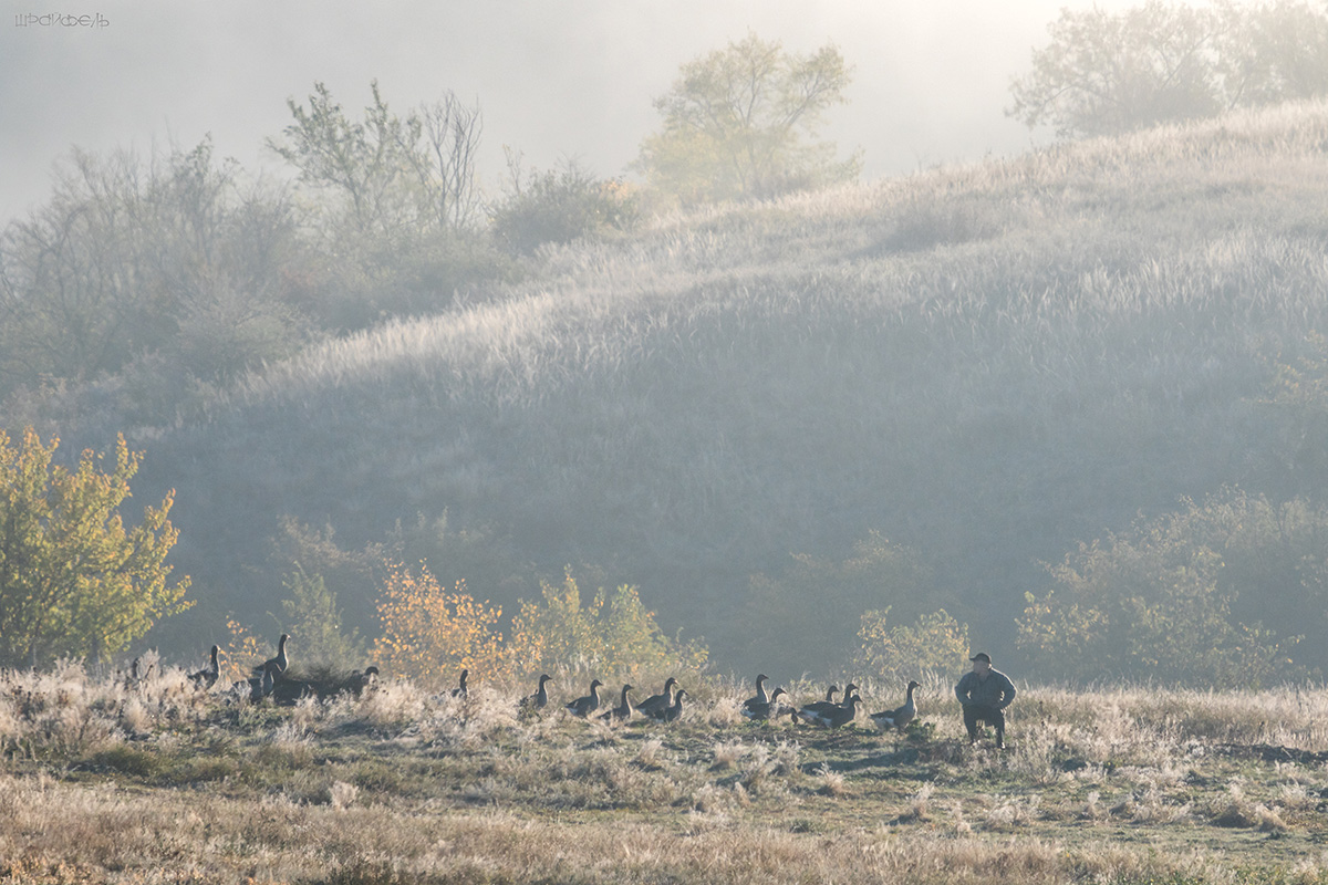 Гусиные истории