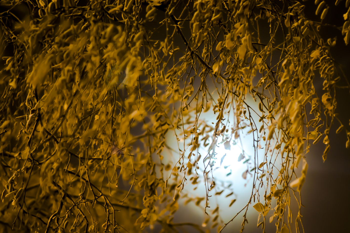 Лунной ночью