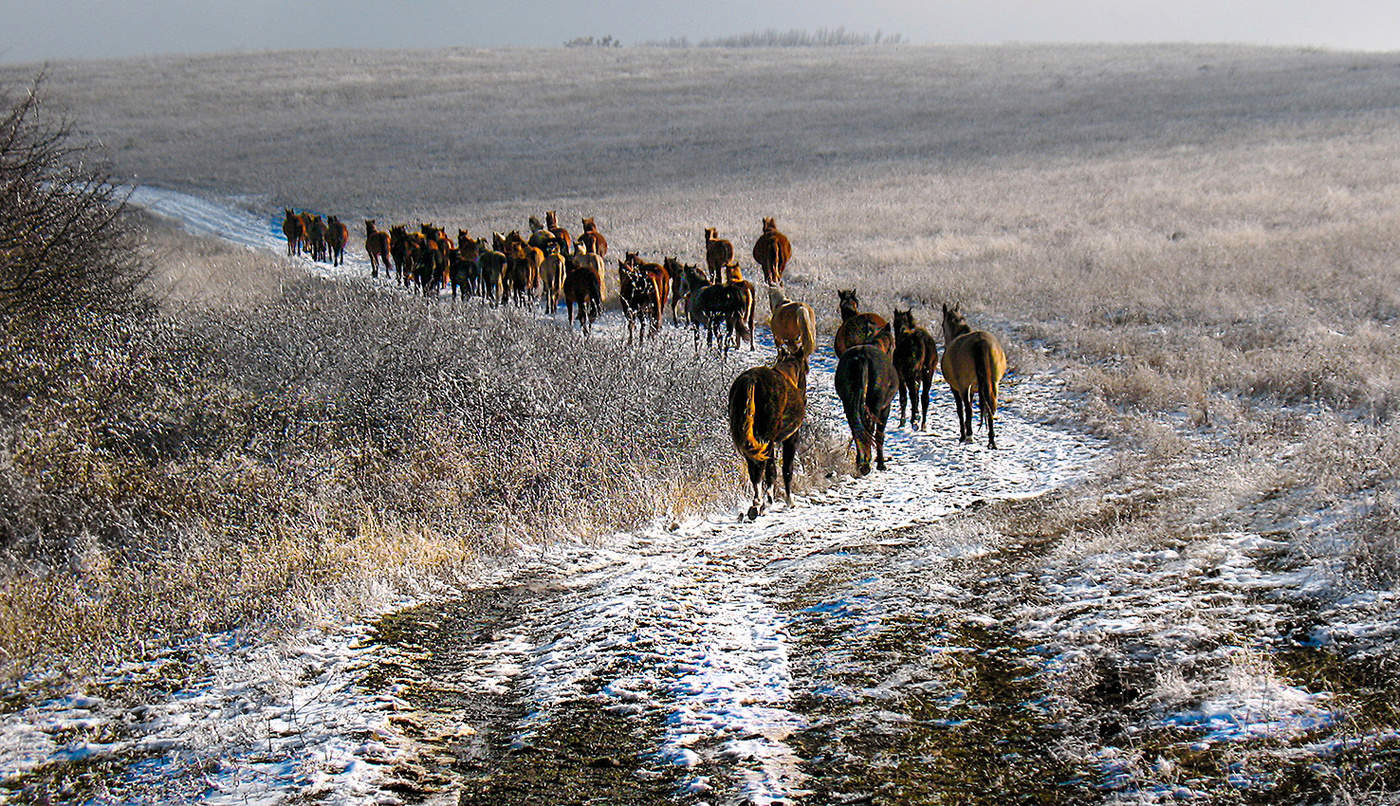 Табун на высокогорье.