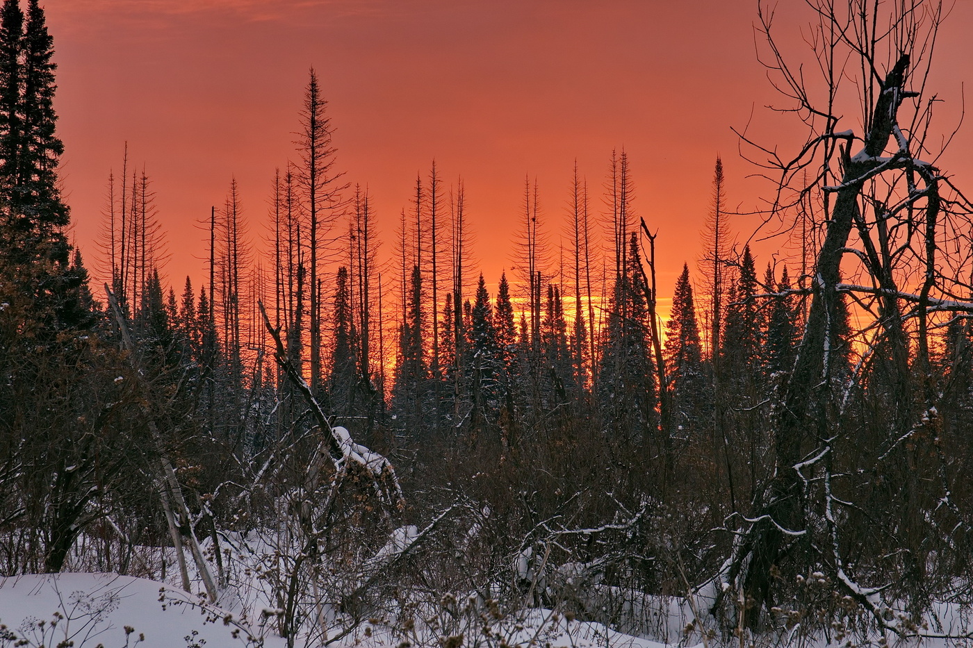 В лесной глуши.