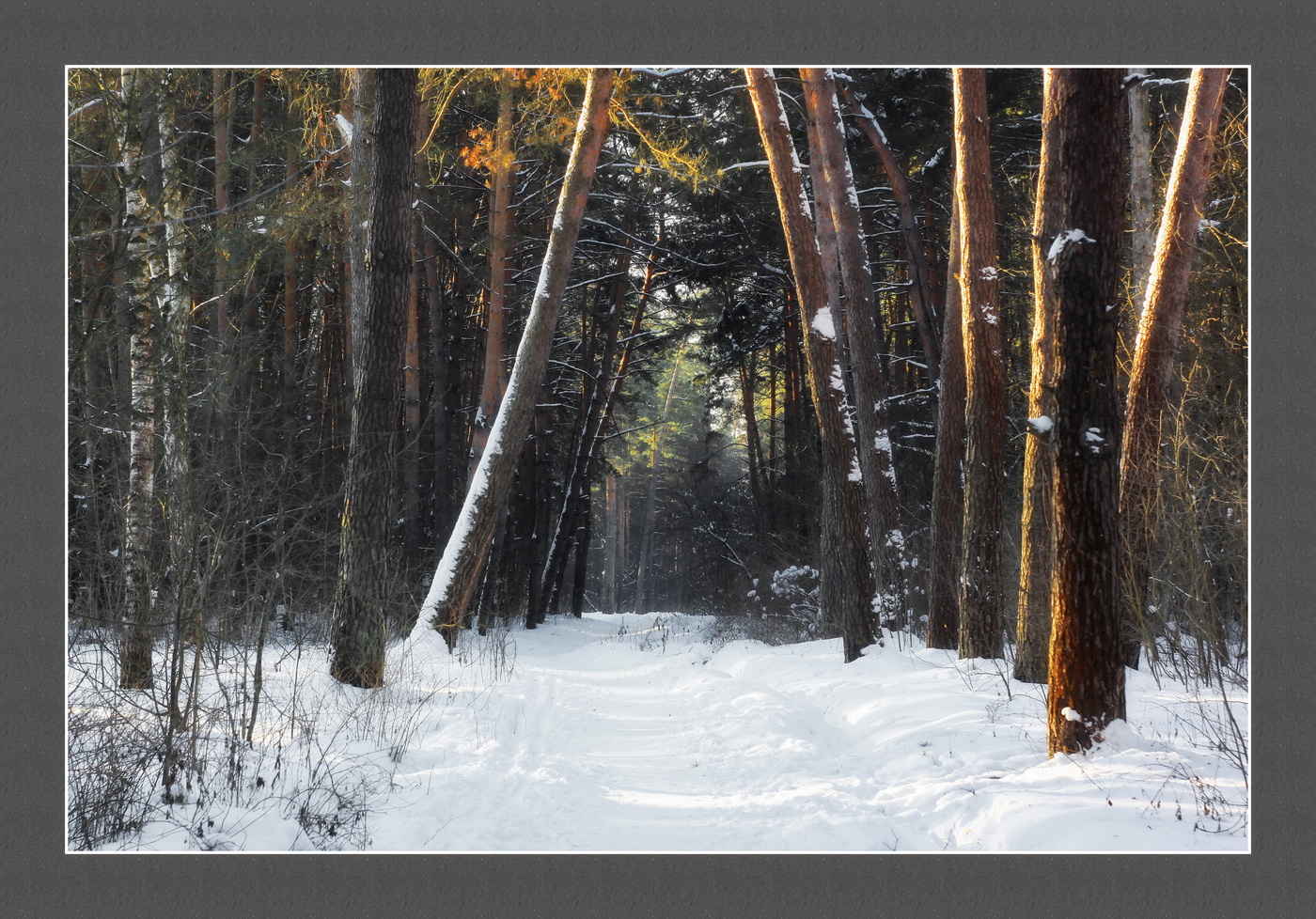 полдень в сосновом бору