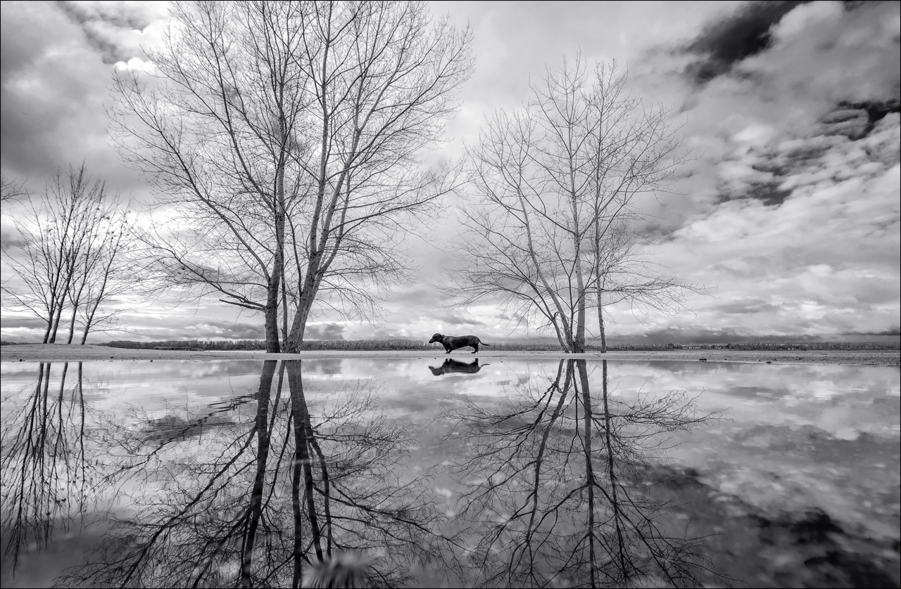 Полуденный пёс