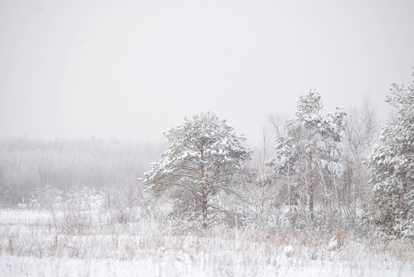 Запуржило...