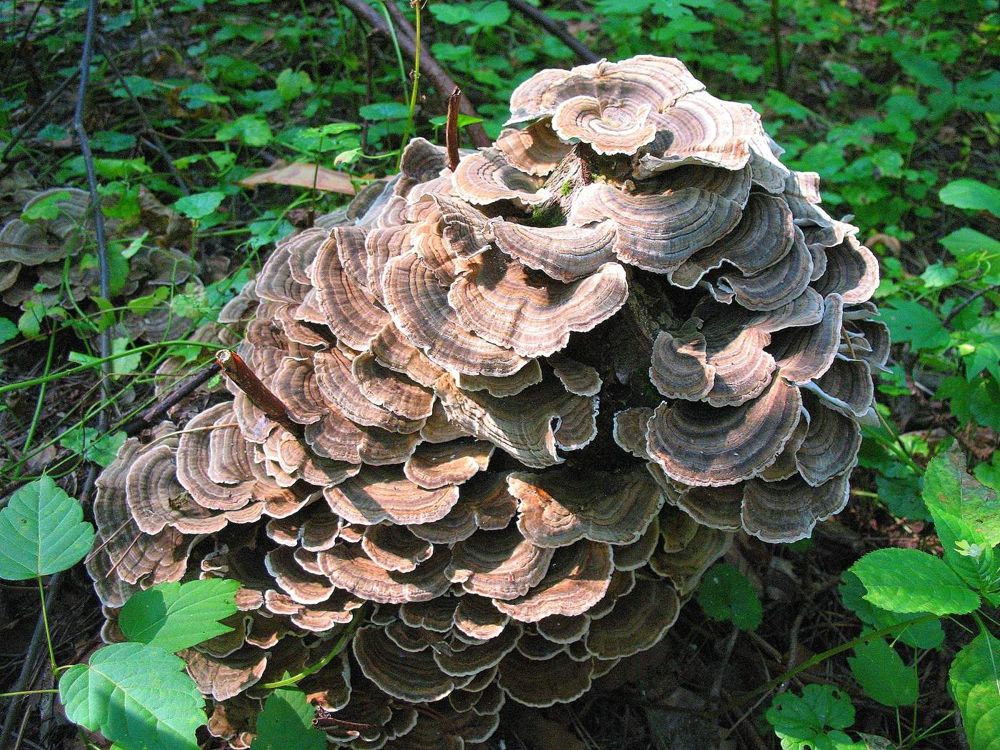 Царство грибов