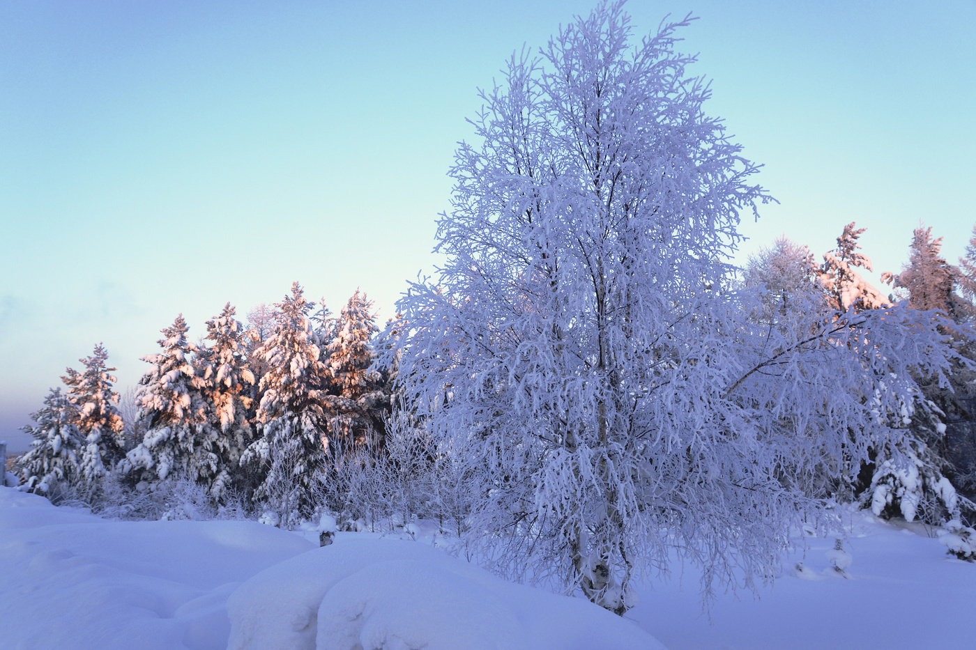 Белая березка