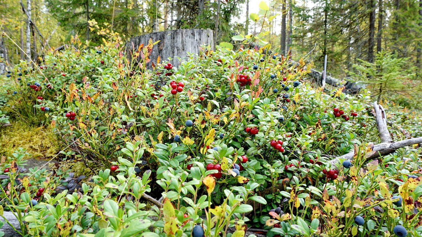 Осенний ассортимент