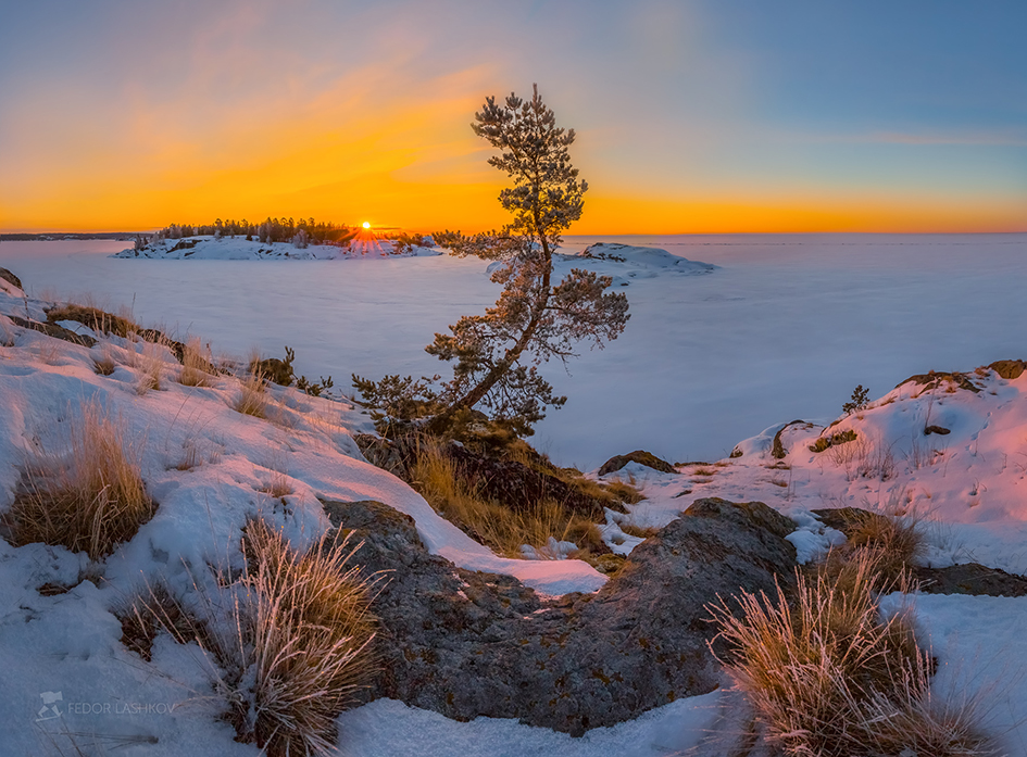Встречая рассвет с сосной