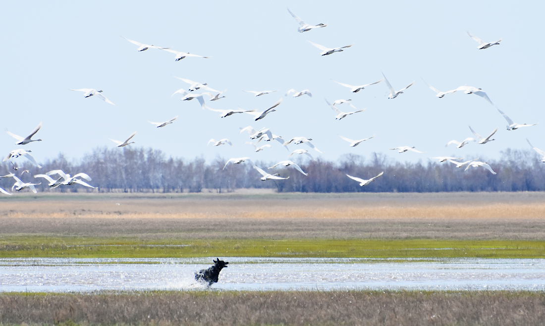 Незваный гость