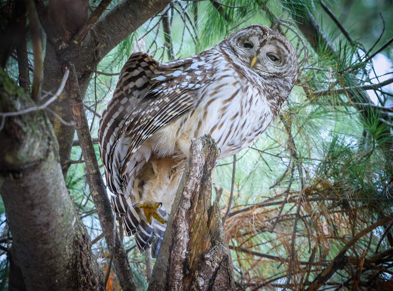 Barred Owl (Strix varia)