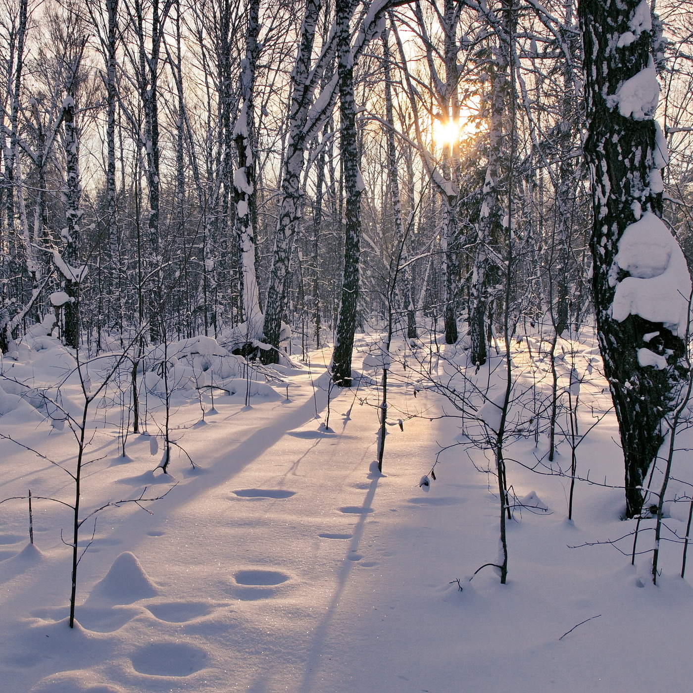 В зимнем лесу.