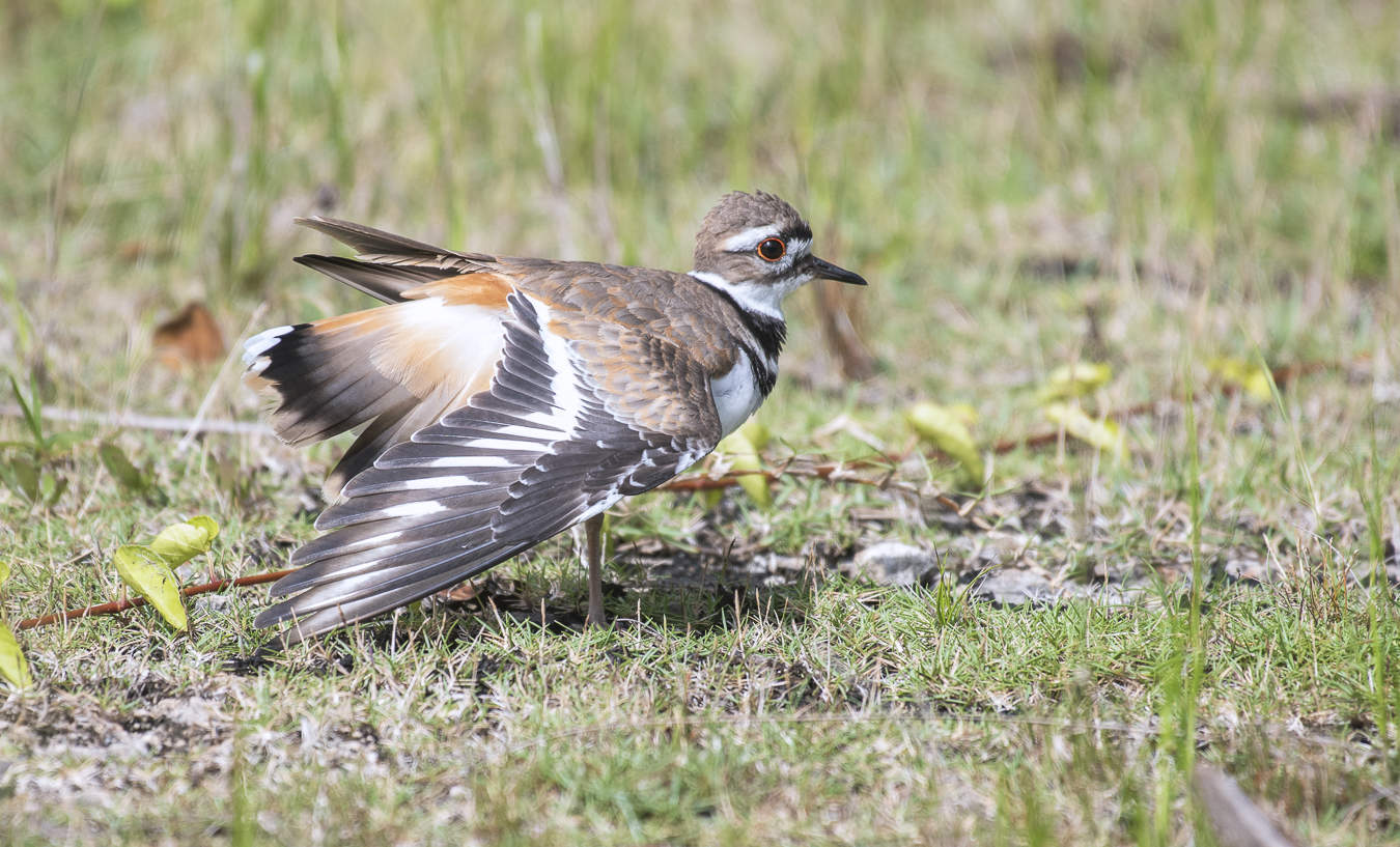Killdeer