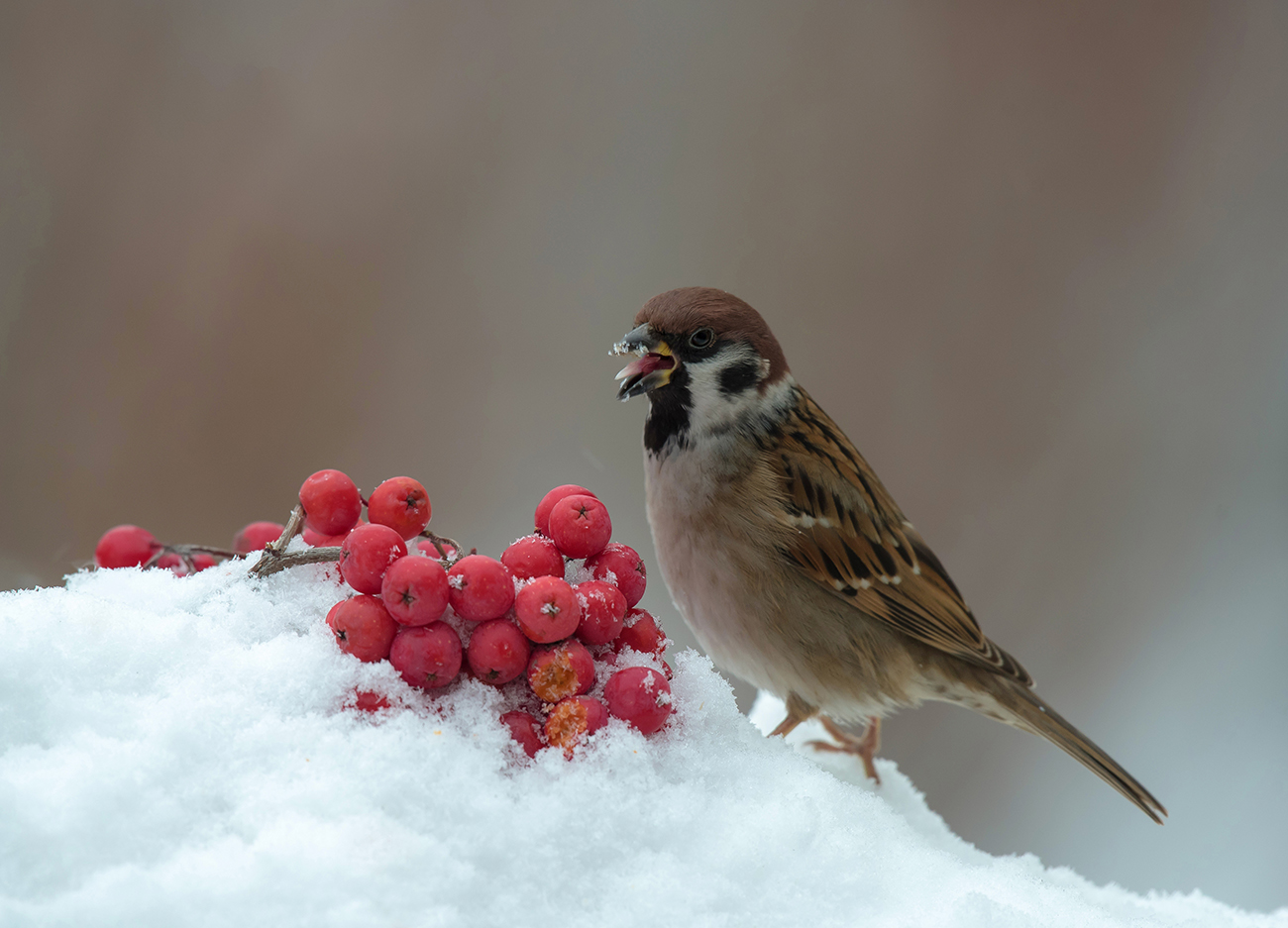 Весёлый воробей