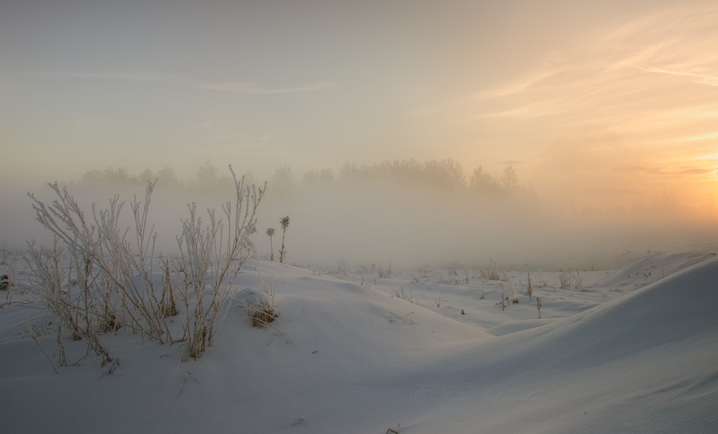 Зимние цветы