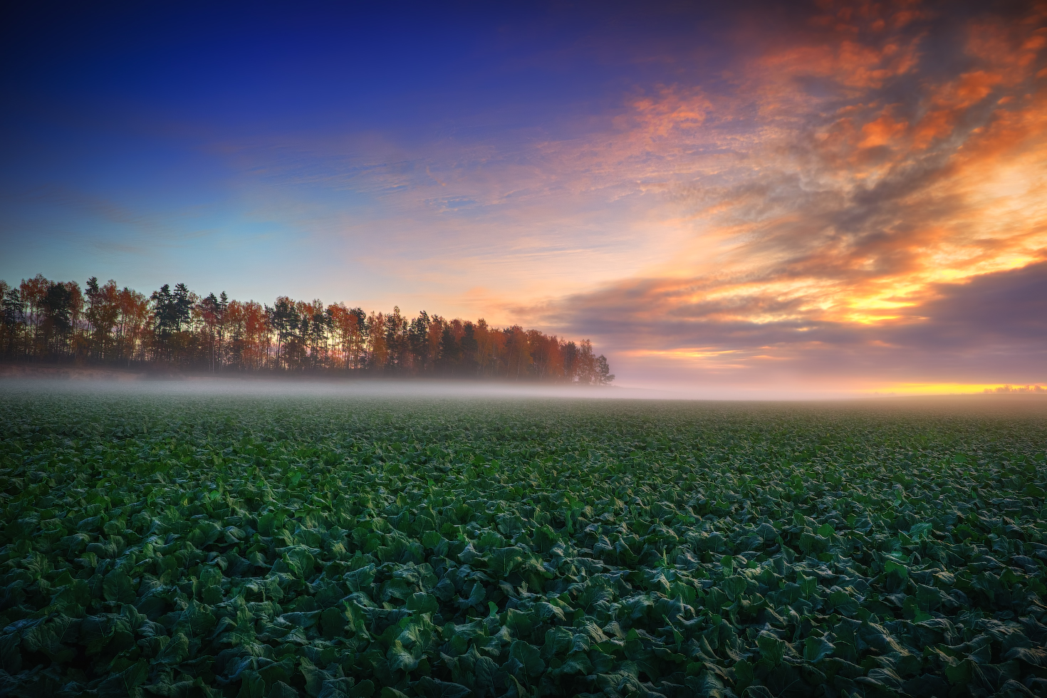 Осеннее разноцветие рассвета