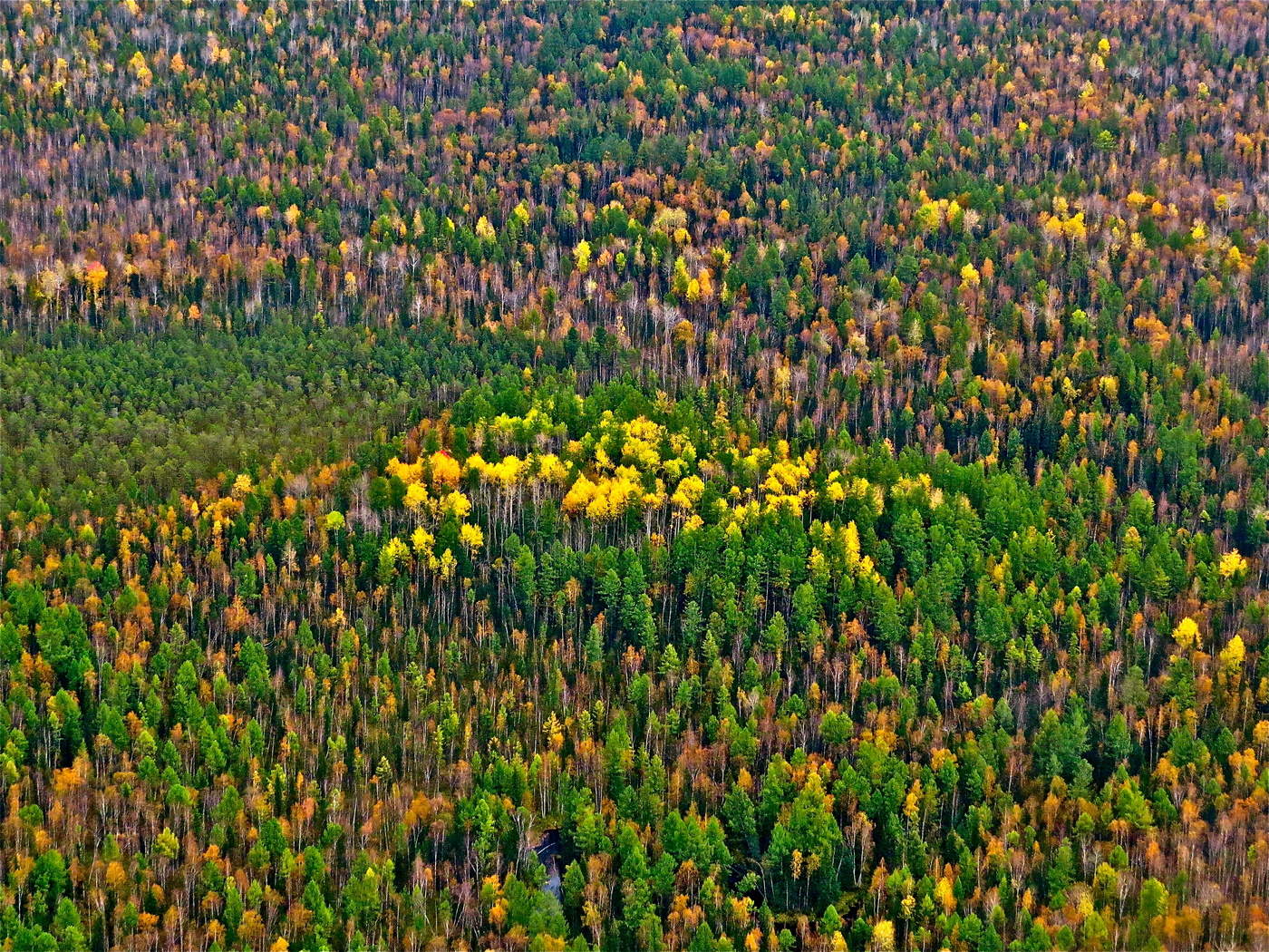 А через неделю выпал снег...