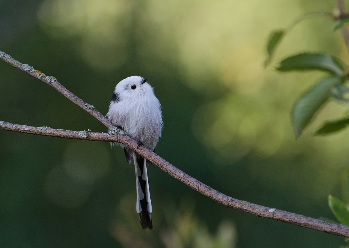 Ветка птиц не выбирает. Ополовник