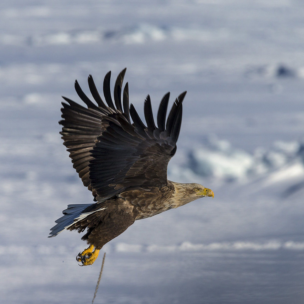 Белохвостый орлан*