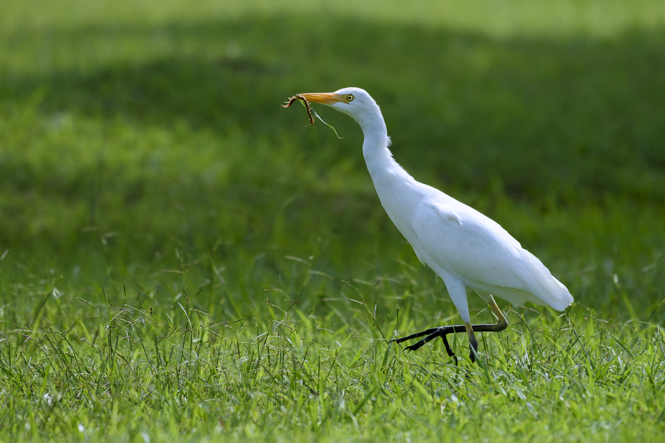 Cattle egret