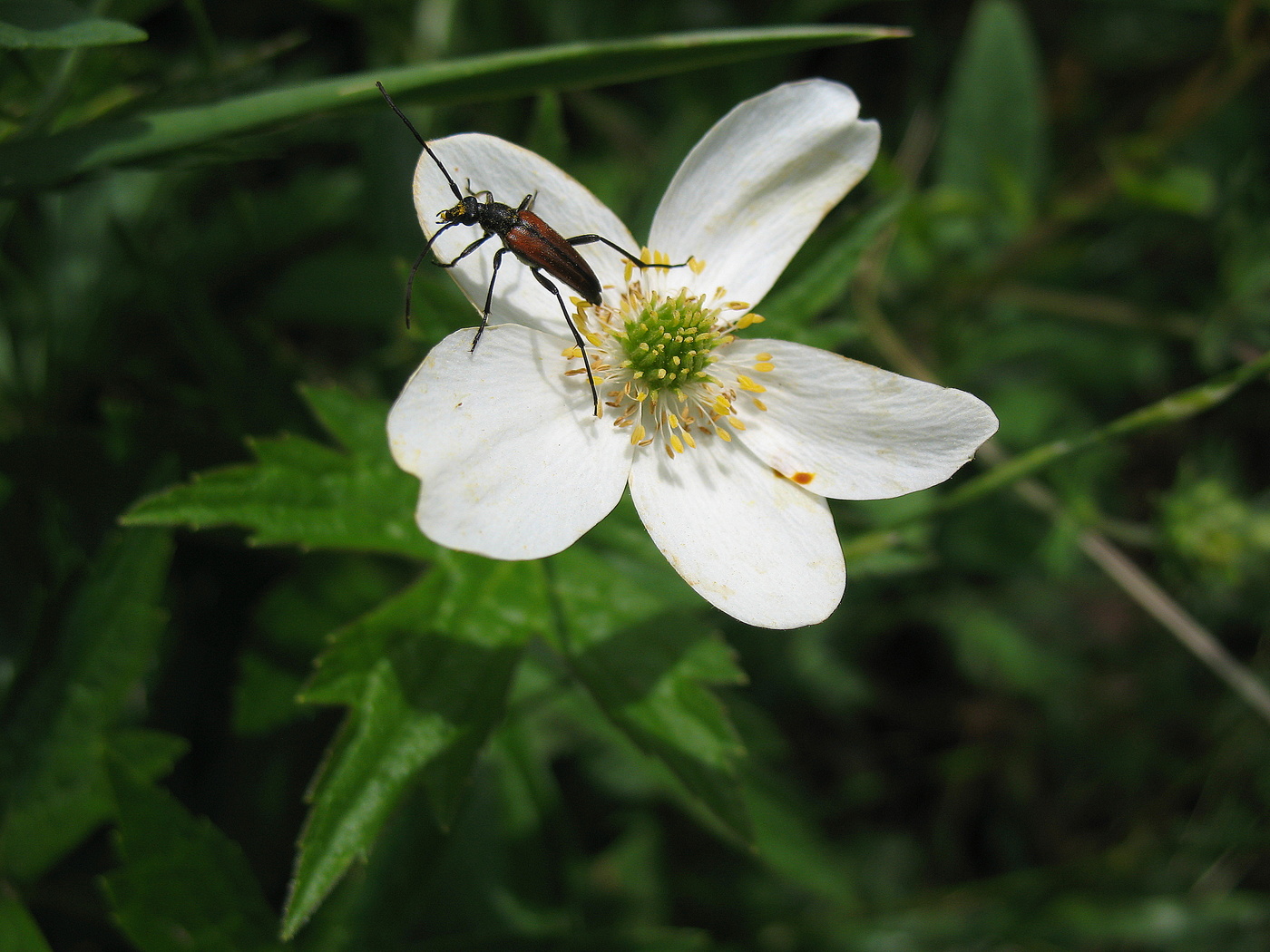 Жучок усатый и анемона