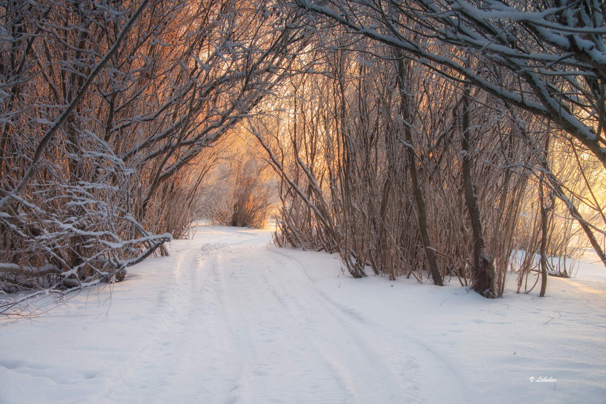 Зимняя зарисовка