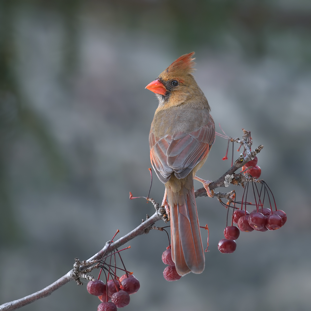 Northern cardinal (female)