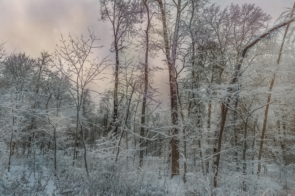 Зимняя зарисовка