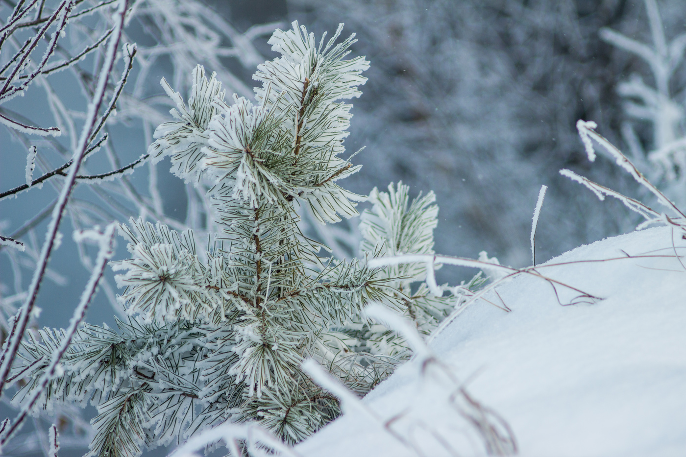 Зимняя зарисовка