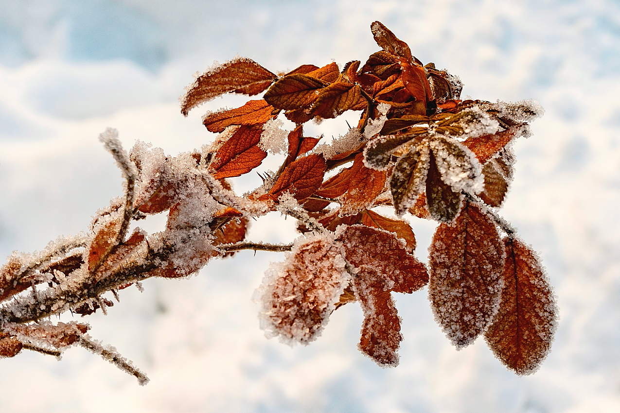 Зимняя зарисовка