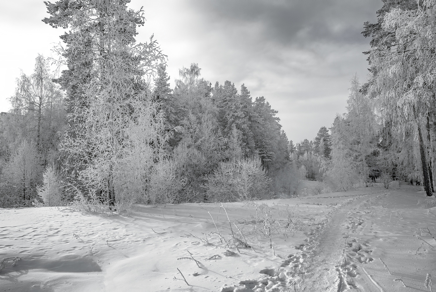 В зимнем лесу