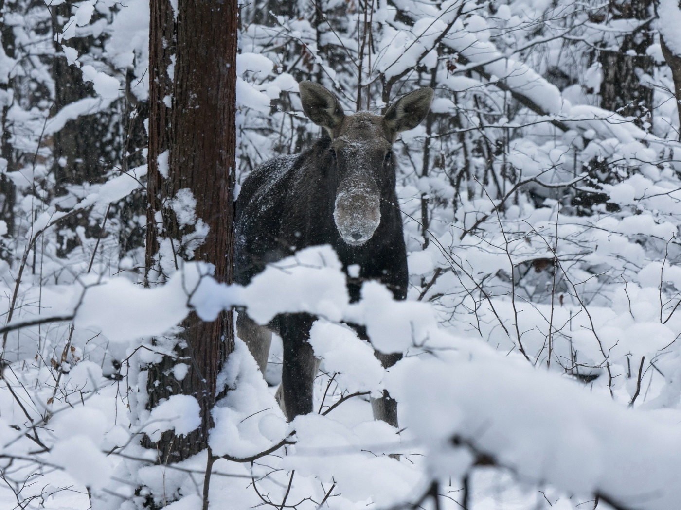 Зимняя зарисовка