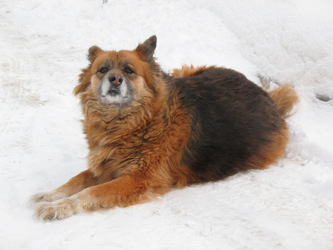 - Носом чуствую - зима пришла!