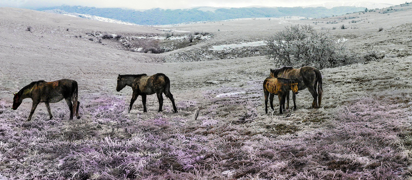 БылЫе сочные корма.