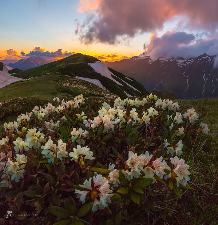 Встречая закат с цветами