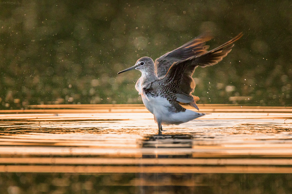 Водные процедуры
