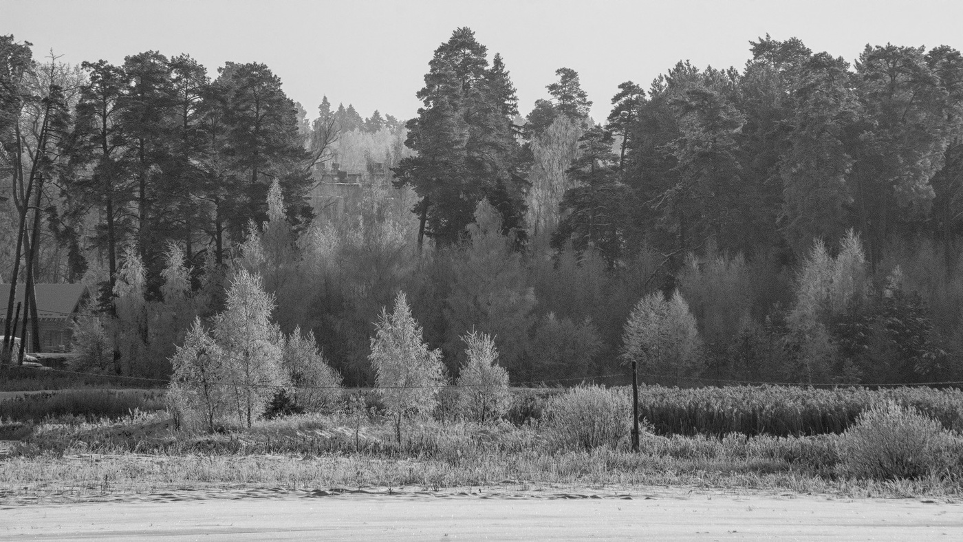 Черно-белая зима.