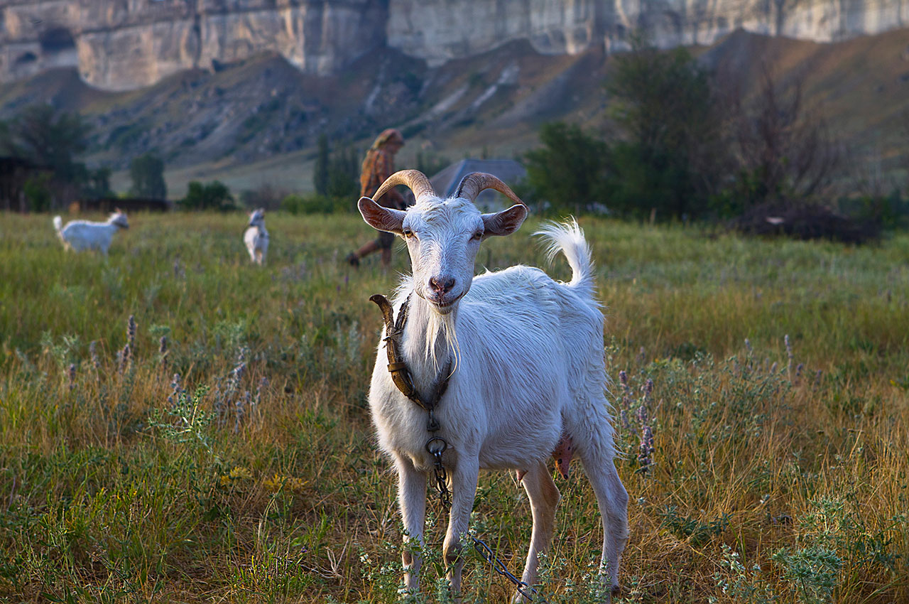 Страж Белой Скалы.