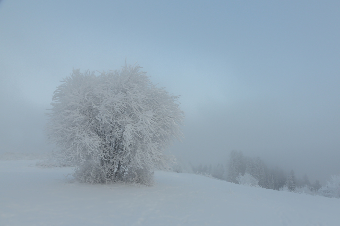 Туманное утро декабря