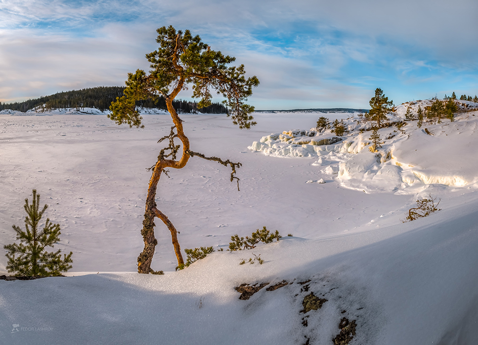 Шагающая сосна
