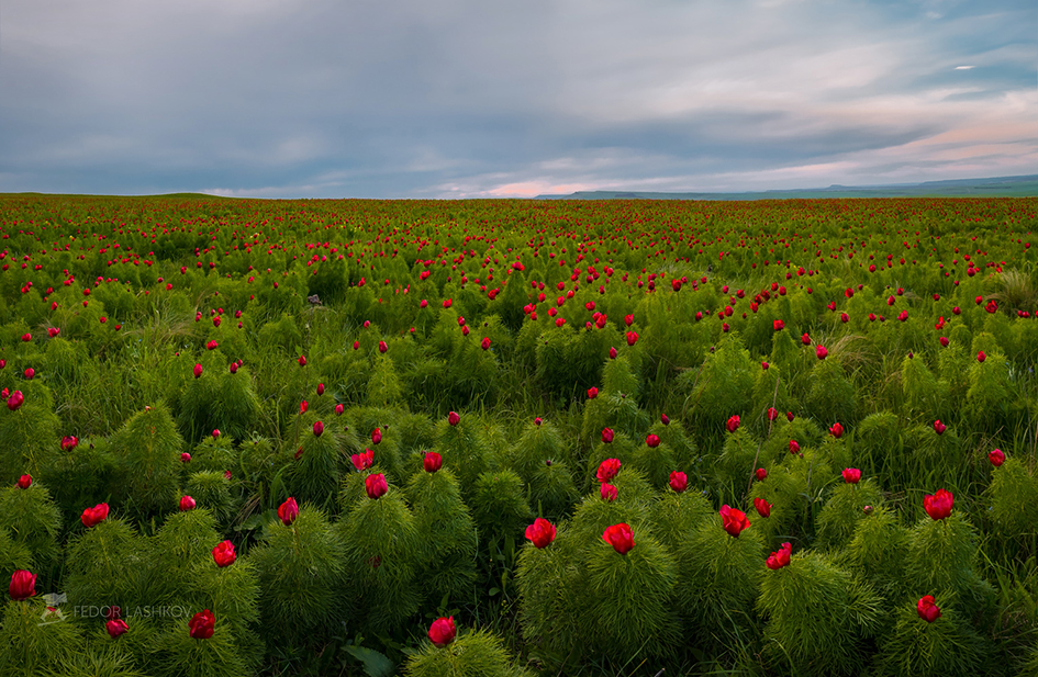 Вечерняя цветущая степь