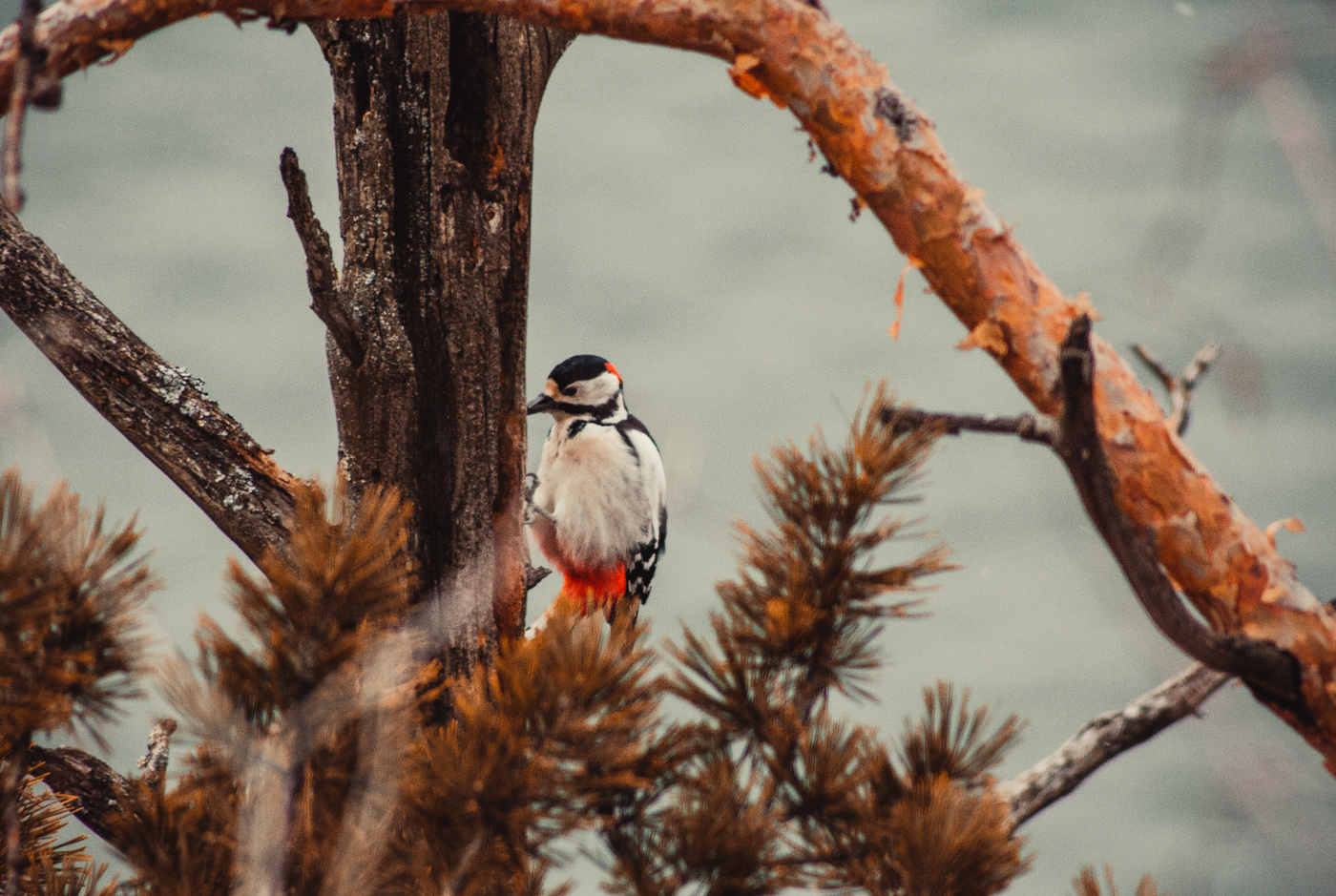Лесной барабанщик.