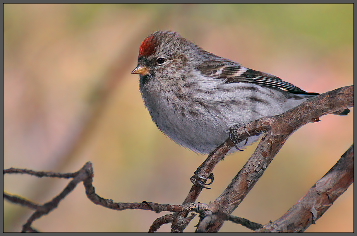 Красная Шапочка