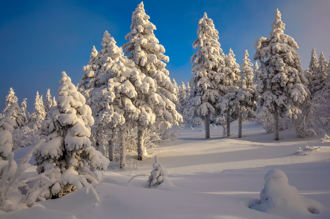 Елки в лесу