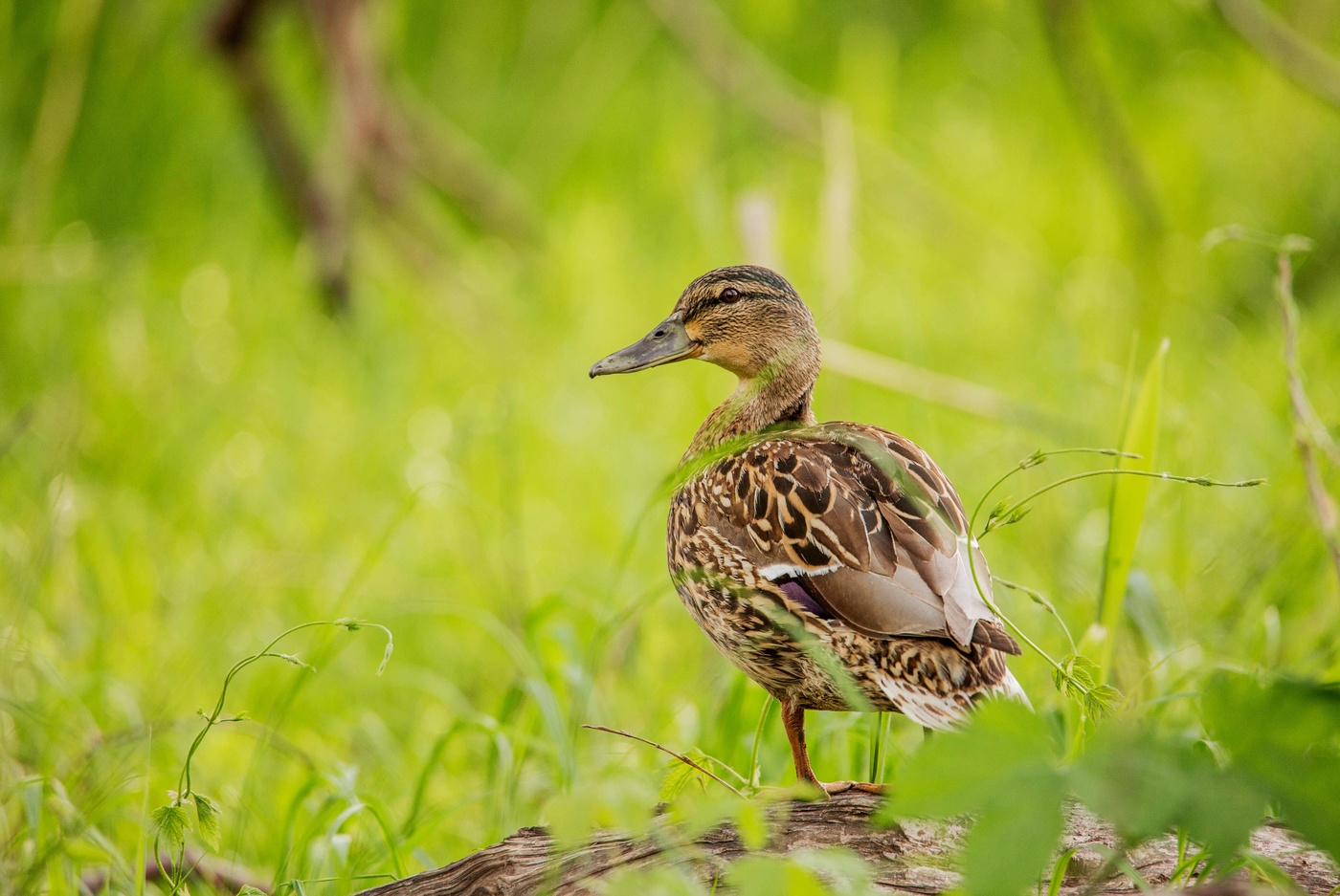 среди зелени