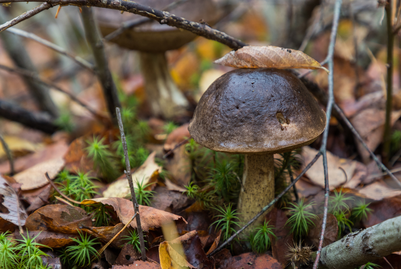 Осенний гость