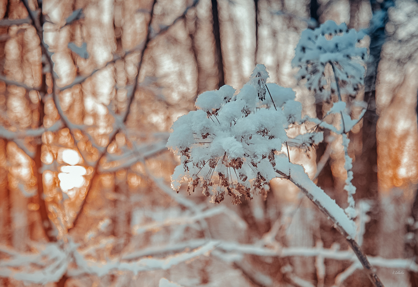 краски морозного утра
