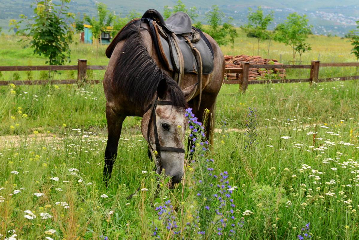 На альпийских лугах северного Кавказа.