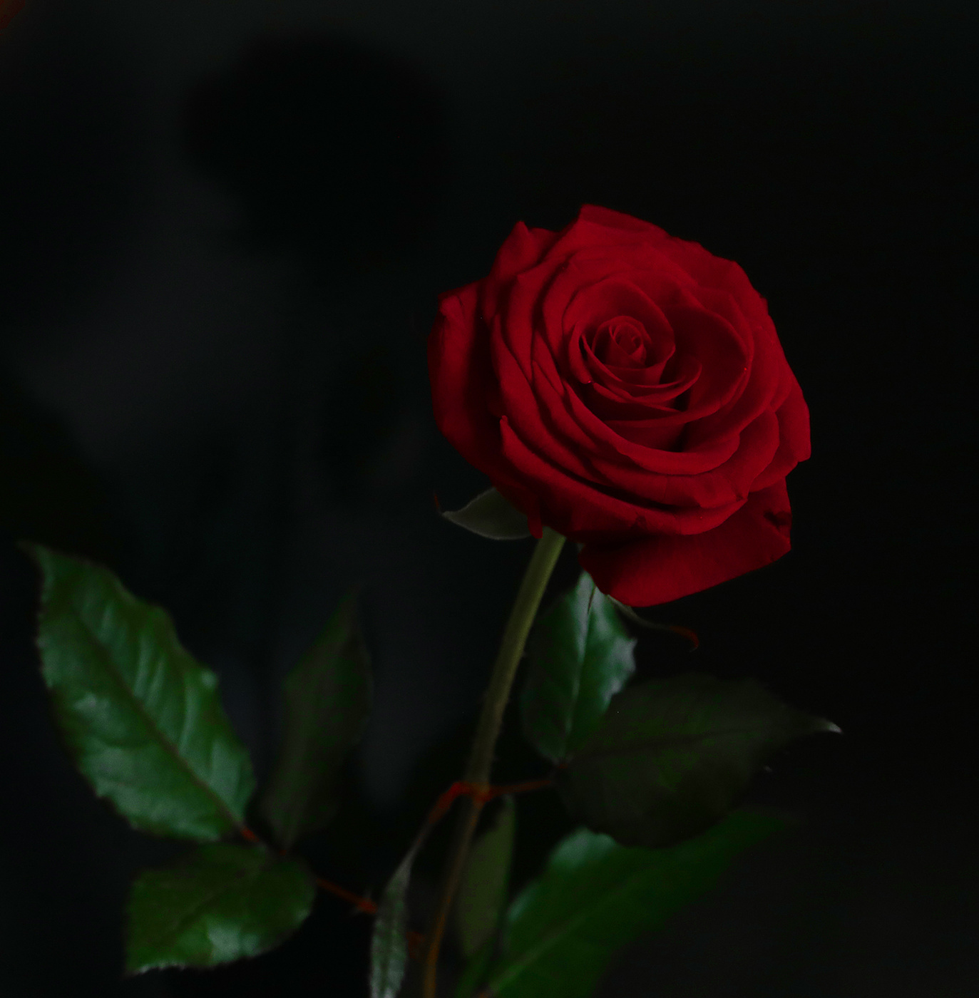 Стойкая декабрьская красавица