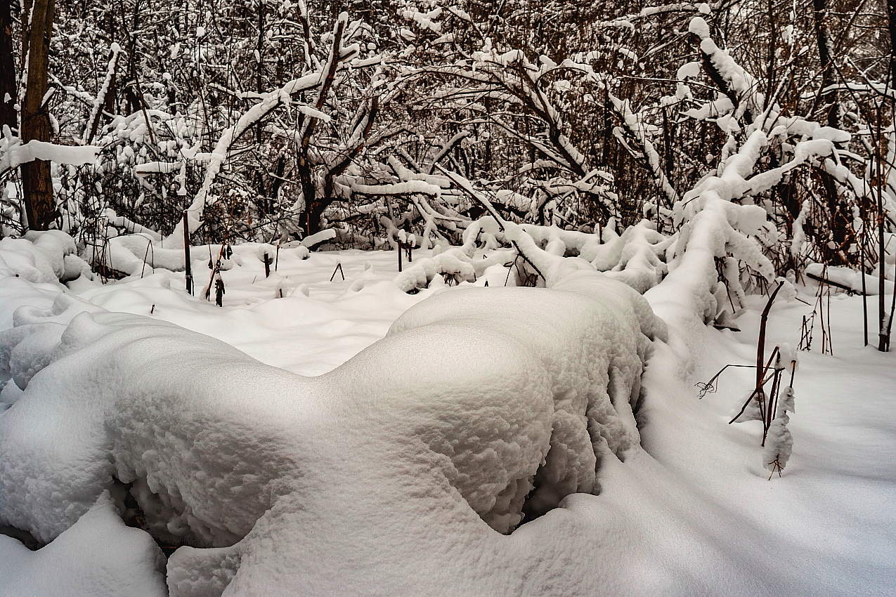Тайга у дома.